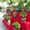 Ngắm hàng ngàn chậu bonsai độc lạ, có chậu cả tỉ đồng
