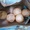 Khởi tố 4 người mua bán trứng vích Côn Đảo