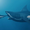 Hé lộ bí mật mới về 'siêu quái vật' Megalodon