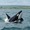 Cá voi sát thủ đổi tập tính, một mình săn cá mập trắng trong 2 phút