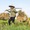 Gạo Việt và 4 điều nhà nông cần cân nhắc