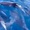 Đàn cá heo bơi tung tăng ở danh thắng Mũi Điện