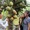 Lần đầu tiên tổ chức lễ hội 100 năm cây dừa sáp tại Trà Vinh
