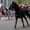 Ngựa kỵ binh Hoàng gia Anh sổng chuồng náo loạn thủ đô London, nhiều người bị thương