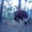 Phát hiện thêm bò tót ở Vườn quốc gia Phước Bình