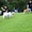 Chó thả rông chạy loạn xạ tại công viên Hồ Bán Nguyệt