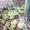 Sáng ra vườn khóc ngất vì 1.600 trái sầu riêng non bị chặt phá