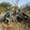 Nam Phi thử nghiệm công nghệ hạt nhân ngăn chặn nạn săn trộm tê giác