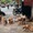 Hộ dân nuôi 85 con chó gây ô nhiễm: 18 lần yêu cầu khắc phục nhưng chủ chó không chịu di dời