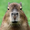 Bắt trend nóng, shop online kiếm bạc tỉ nhờ bán gấu bông Capybara