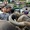 Cận cảnh chợ trâu Bắc Hà: 'Sàn giao dịch trâu bò’ lớn nhất Tây Bắc