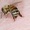 Nguy kịch, cẳng chân hoại tử vì dùng ong châm trị đau khớp gối