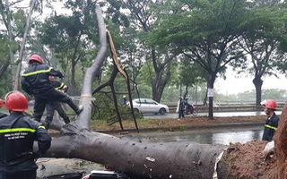Bão suy yếu, TP.HCM vẫn mưa lớn gây ngập nặng, cây ngã đè người đi đường