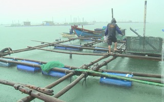 Vùng nuôi tôm hùm trên biển Phú Yên trước nỗi lo mùa mưa bão