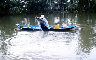 Nhộn nhịp mùa thả lưới bắt cá mè vinh trên sông