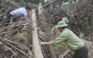 Nhức nhối tình trạng phá rừng tại Thanh Hóa