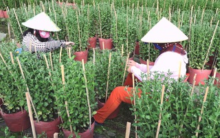 Hàng trăm lao động nhàn rỗi có thêm thu nhập từ mùa hoa Tết