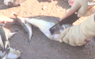 Video: Ăn cá nóc, 6 người bị ngộ độc phải cấp cứu