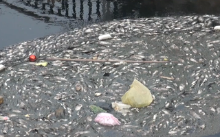 Video: Cá chết trắng vì kênh hào thành cổ Vinh ô nhiễm nặng