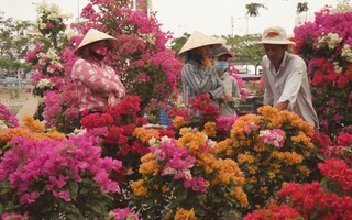 TP.HCM tổ chức 128 chợ hoa Tết