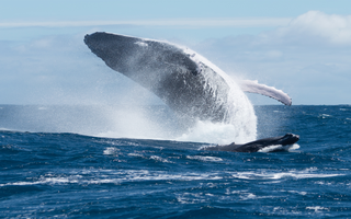 Đây là cách cá voi trở thành loài động vật lớn nhất hành tinh