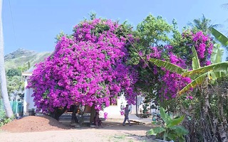 Độc đáo cây hoa giấy “khủng” 52 năm tuổi