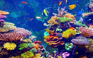 Phân nửa san hô biến mất trong 30 năm qua, đe doạ cuộc sống con người