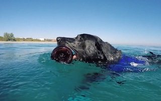 Lila, chú chó dọn rác thải nhựa làm sạch đại dương