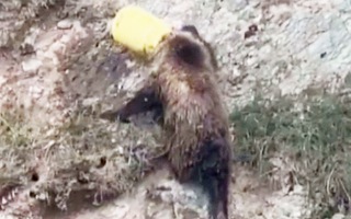 Cảnh sát giải cứu chú gấu mắc kẹt đầu trong xô nhựa