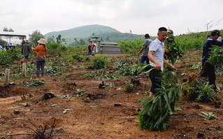 Hàng nghìn cây keo bị nhổ trơ gốc, chính quyền xã nói do sai sót