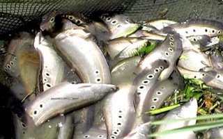 Cá chết hàng loạt vì bị thiếu ôxy