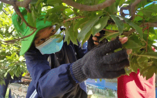 Video: Sinh viên lặt lá mai làm thêm mùa giáp Tết