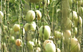 Độc đáo vườn dưa Pepino sai trĩu quả tại Đà Lạt