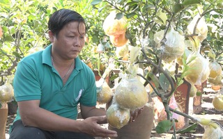 Nông dân Bến Tre trồng thành công bưởi diễn giá chỉ vài triệu đồng một chậu