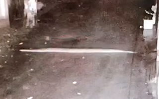 Video: Trăn khủng chui từ cống lên đường và bò vào nhà dân