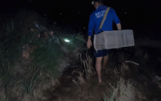 Video: Đi săn chuột đồng ban đêm ở Đồng Tháp