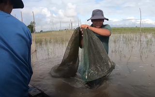 Video: Đổ dớn bắt cá mùa nước nổi ở Đồng Tháp
