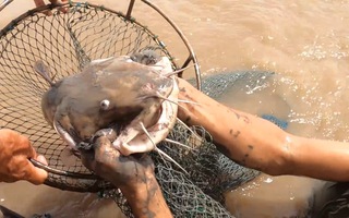 Video: Đạp hang bắt cá ngát bằng tay không trên sông Cửa Tiểu