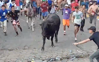 Video: Hàng ngàn người tham gia lễ hội đuổi bò