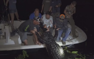 Săn cá sấu khổng lồ to kỷ lục ở đầm lầy Florida