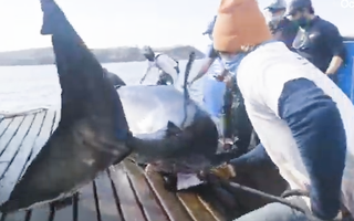 Video: Bắt được một cá mập trắng nặng 1,6 tấn và dài hơn 5m
