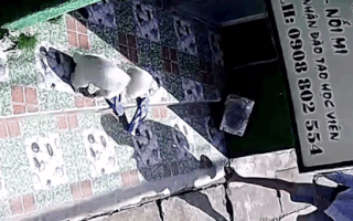 Video: Trộm chó 'cưng' nhanh như chớp