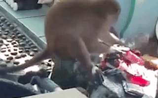 Video: Khỉ hoang vào nhà giặt đồ giúp người