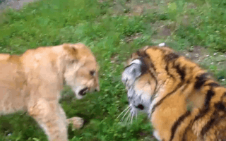 Sư tử và hổ con chơi trò 'tát nhau' thu hút 7 triệu lượt xem trên youtube