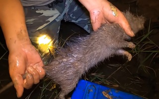 Video: Đào hang săn chuột cống nhum ‘khủng’ trong đêm ở miền Tây