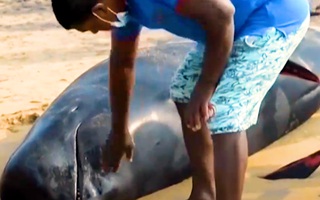 Video: Giải cứu 120 con cá voi mắc cạn ở biển Sri Lanka