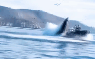 Video: Cá voi há miệng đớp ngang con thuyền, 2 người suýt bị nuốt chửng