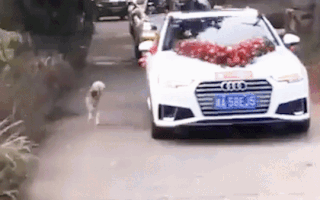 Video: Xúc động chú chó chạy gần 10km tiễn cô chủ đi lấy chồng