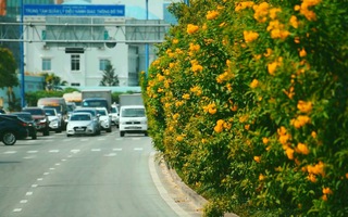 Góc nhìn trưa nay| Đường phố Sài Gòn rộ sắc hoa những ngày cuối năm