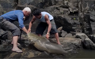 Video: Săn cá trê khủng hơn 40 kg dưới dòng nước xiết ở Guyana